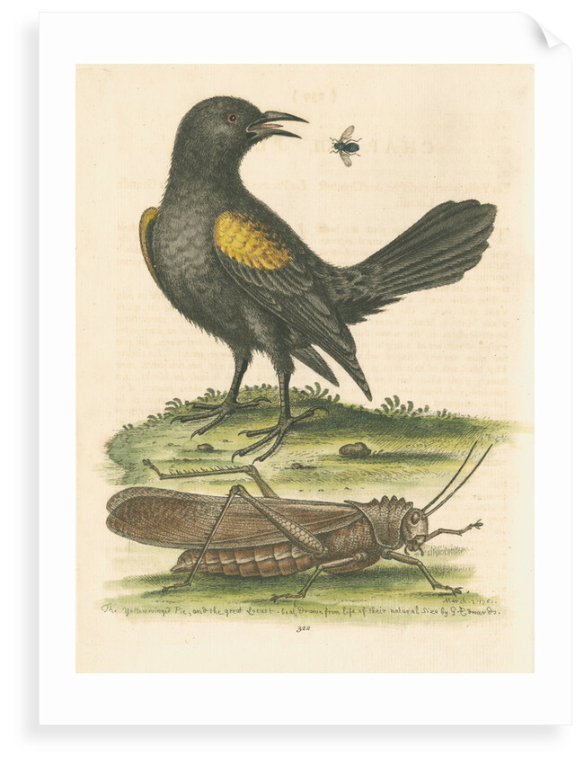 'The Yellow-winged Pye, and Greatest Locust' by George Edwards