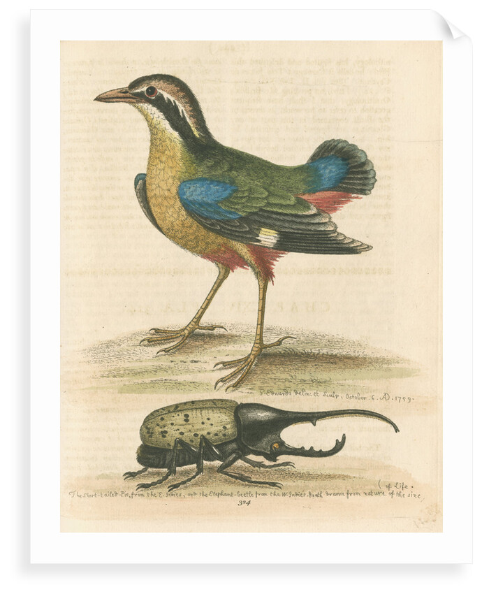 'The Short-tailed Pye &c.' by George Edwards