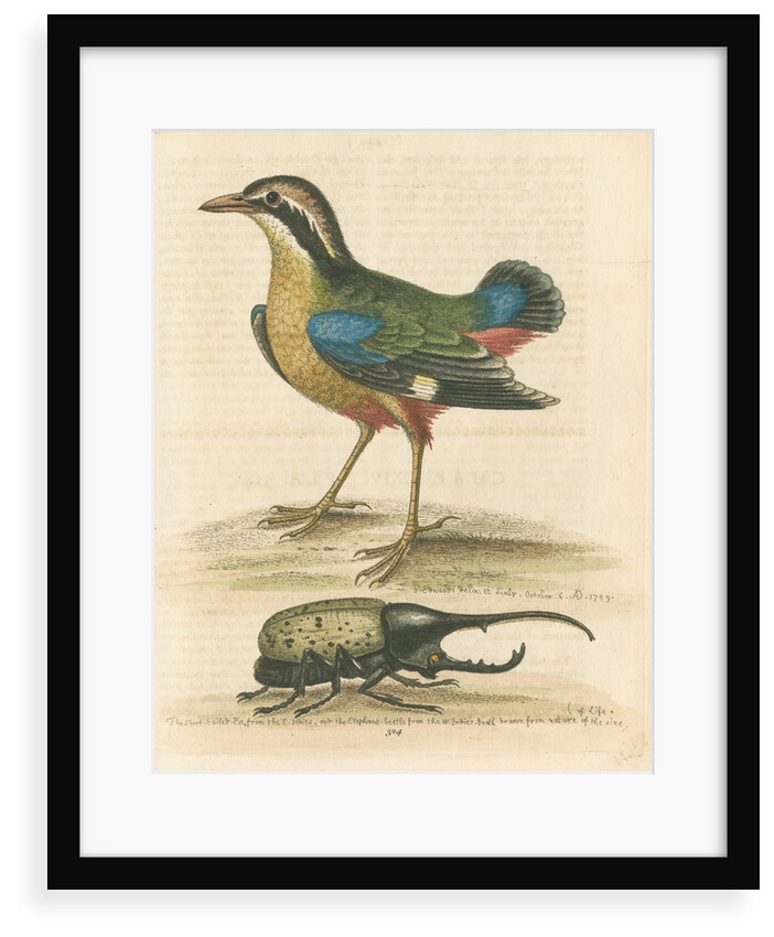 'The Short-tailed Pye &c.' by George Edwards