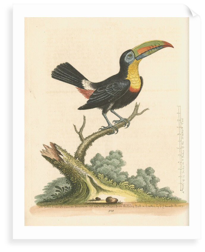 'The Yellow-breasted Toucan' by George Edwards