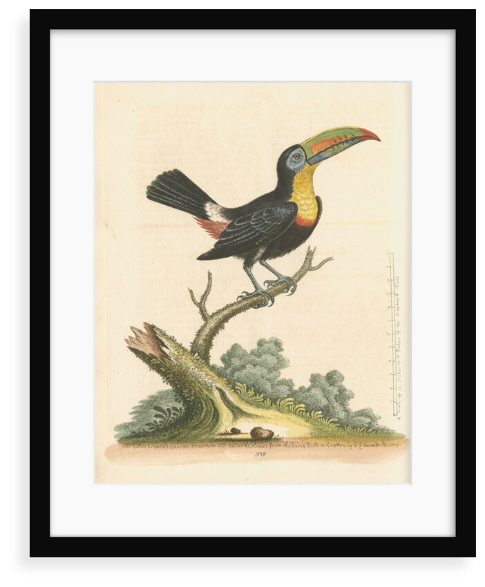 'The Yellow-breasted Toucan' by George Edwards