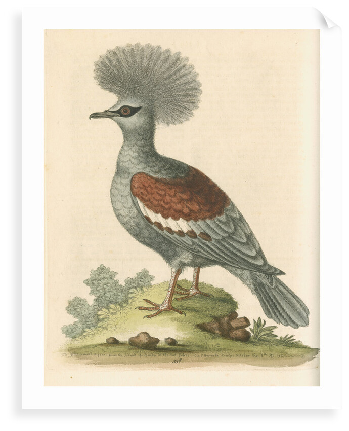'The Great Crowned Indian Pigeon' by George Edwards