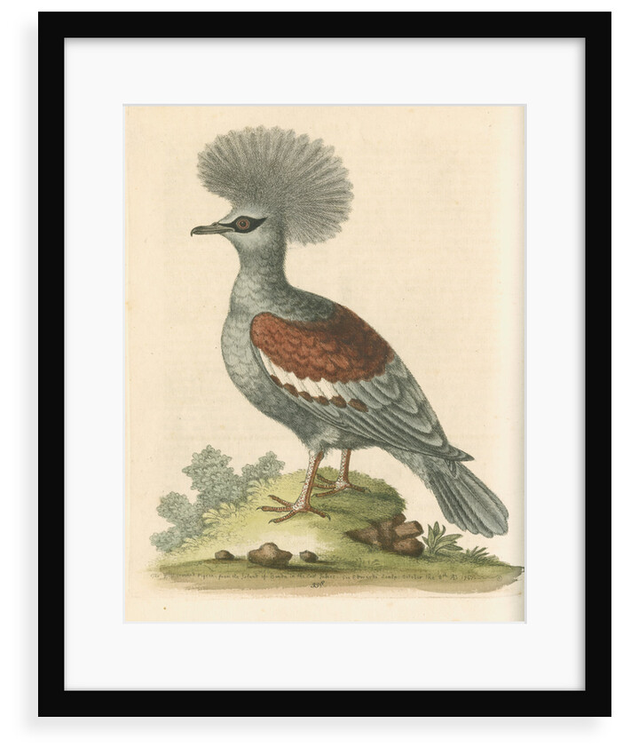 'The Great Crowned Indian Pigeon' by George Edwards