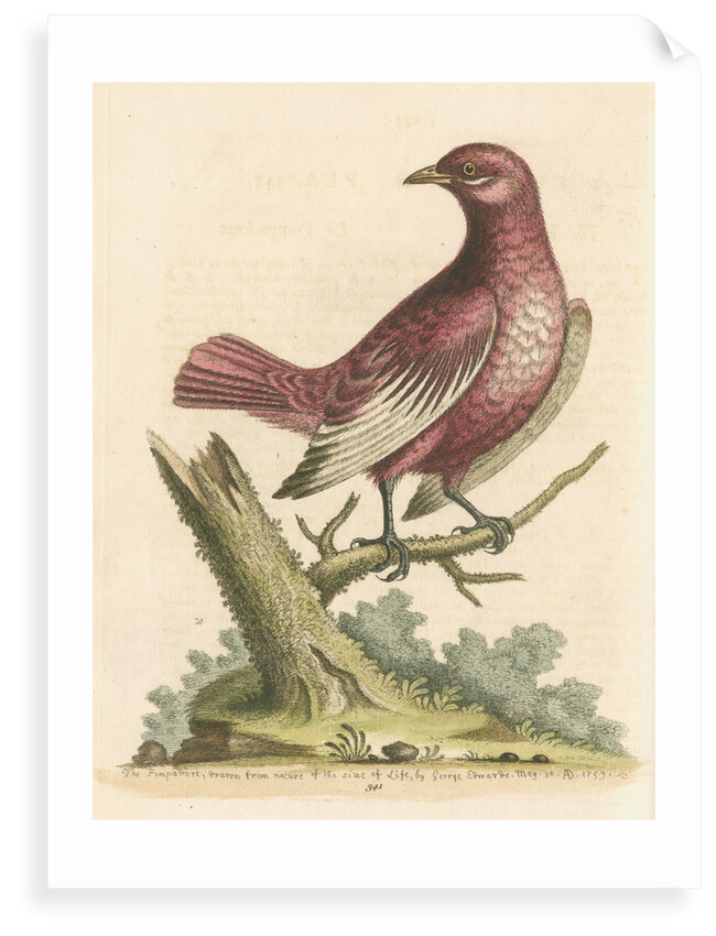 'The Pompadour [Pompadour cotinga]' by George Edwards