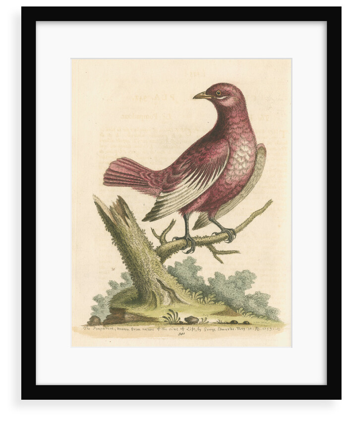 'The Pompadour [Pompadour cotinga]' by George Edwards