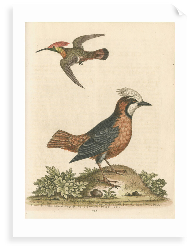 'The White-faced Manakin, and the Ruby-crested Humming-Bird' by George Edwards