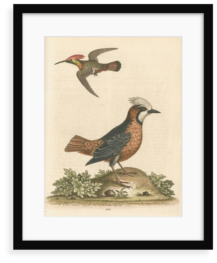 'The White-faced Manakin, and the Ruby-crested Humming-Bird' by George Edwards