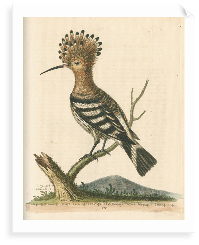 'The Hoopoe' by George Edwards