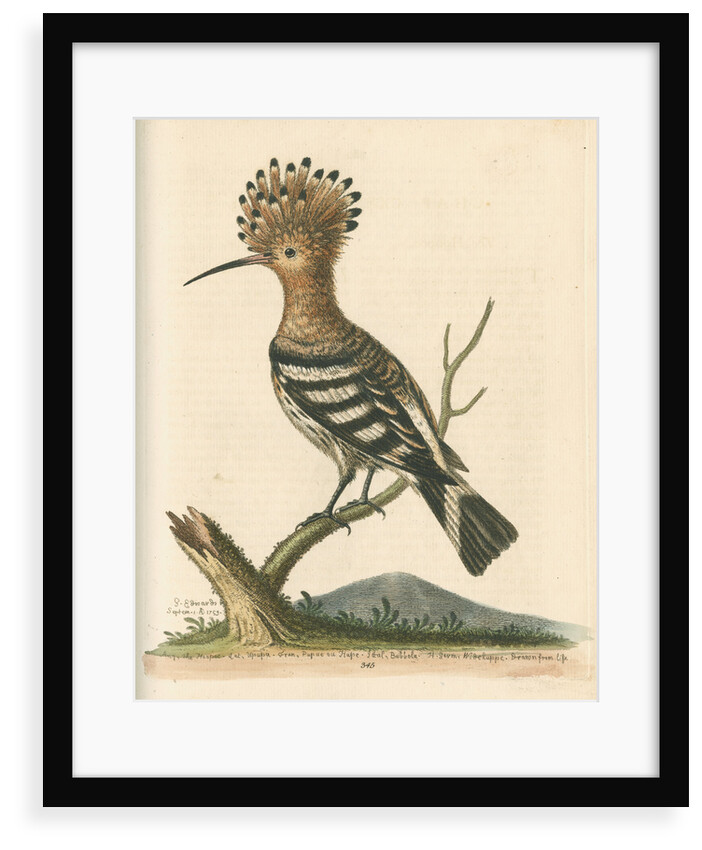 'The Hoopoe' by George Edwards