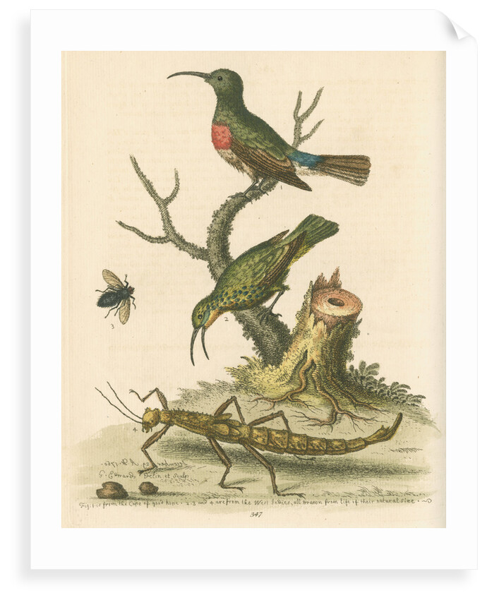'The Red-breasted Green Creeper, and the Spotted Green Creeper, &c.' by George Edwards