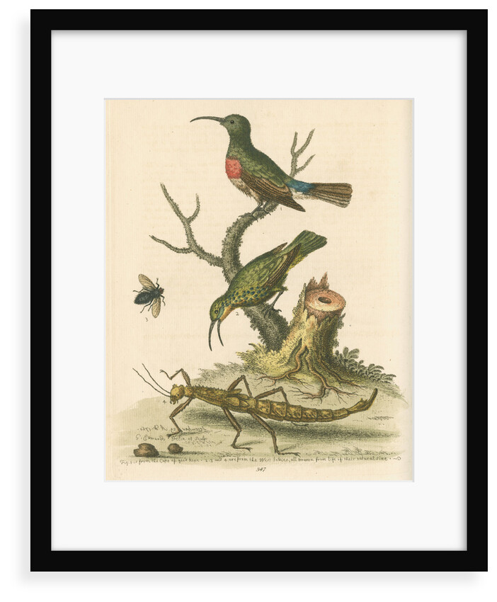 'The Red-breasted Green Creeper, and the Spotted Green Creeper, &c.' by George Edwards