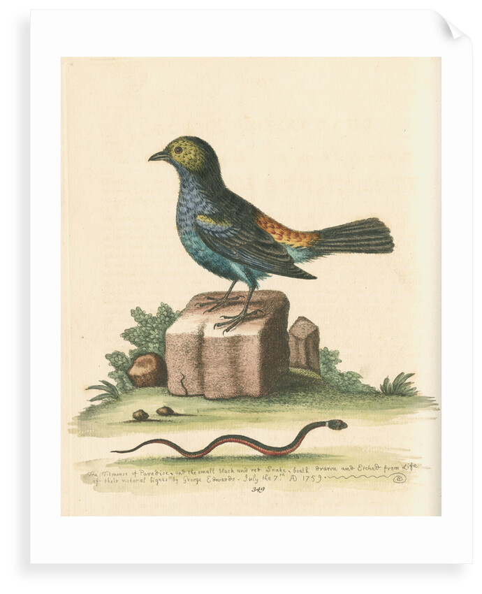 'The Tit-mouse of Paradise' by George Edwards
