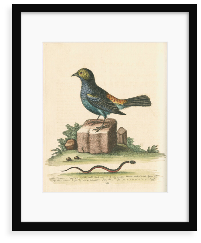 'The Tit-mouse of Paradise' by George Edwards