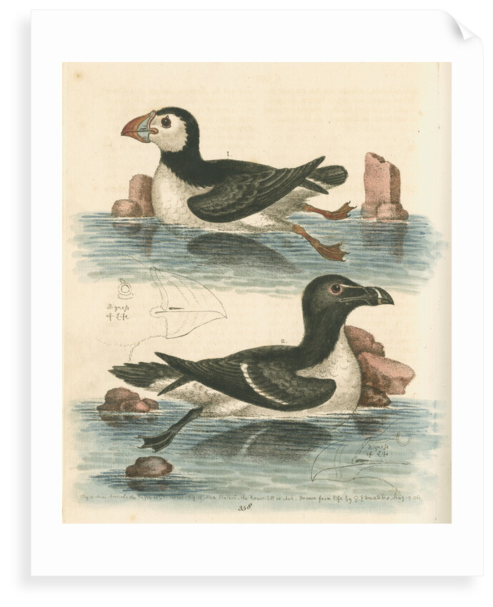 'The Puffin, and the Razor-bill' by George Edwards