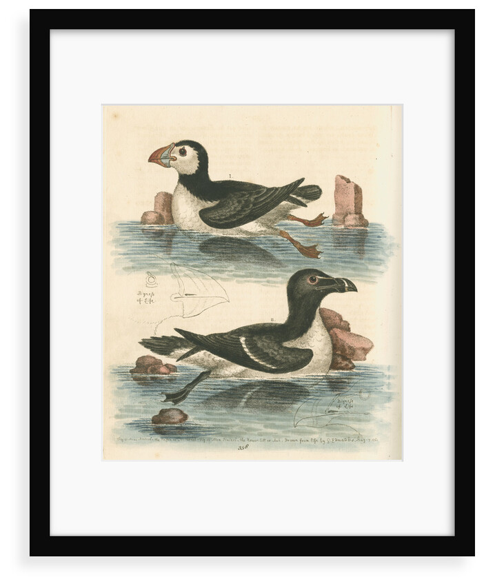 'The Puffin, and the Razor-bill' by George Edwards