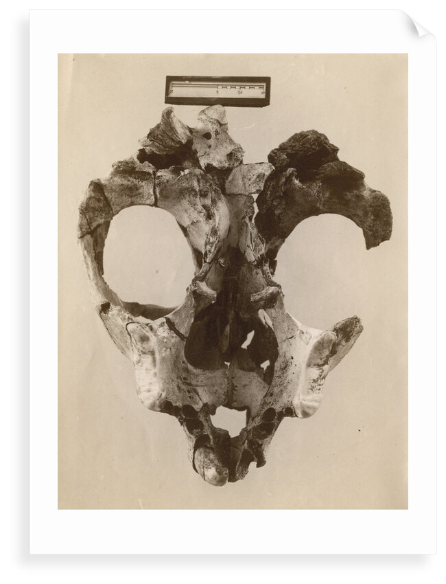 Thylacoleo fossil skull by Anonymous