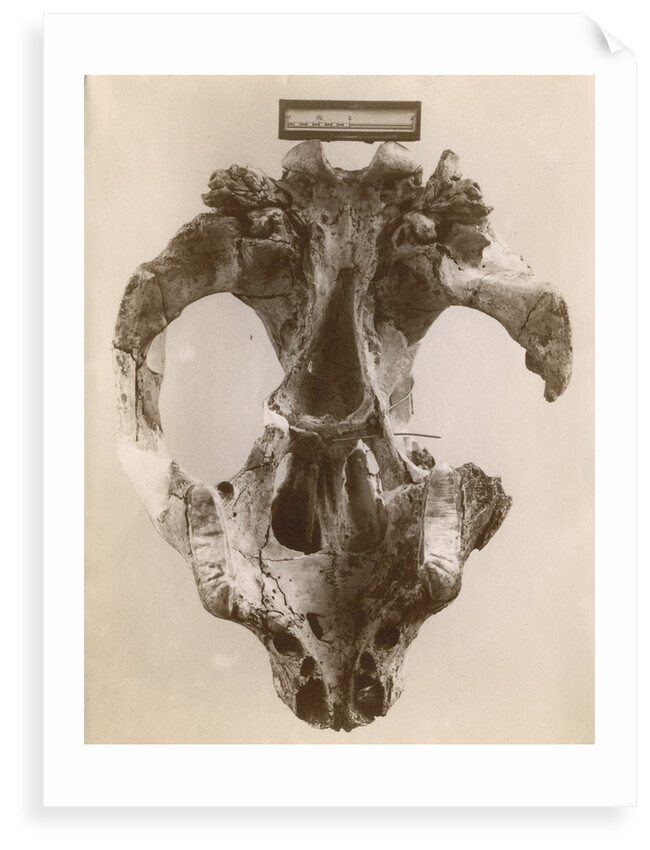 Thylacoleo fossil skull by Anonymous