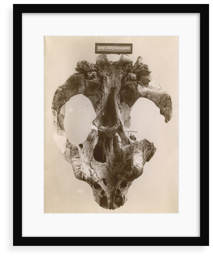 Thylacoleo fossil skull by Anonymous