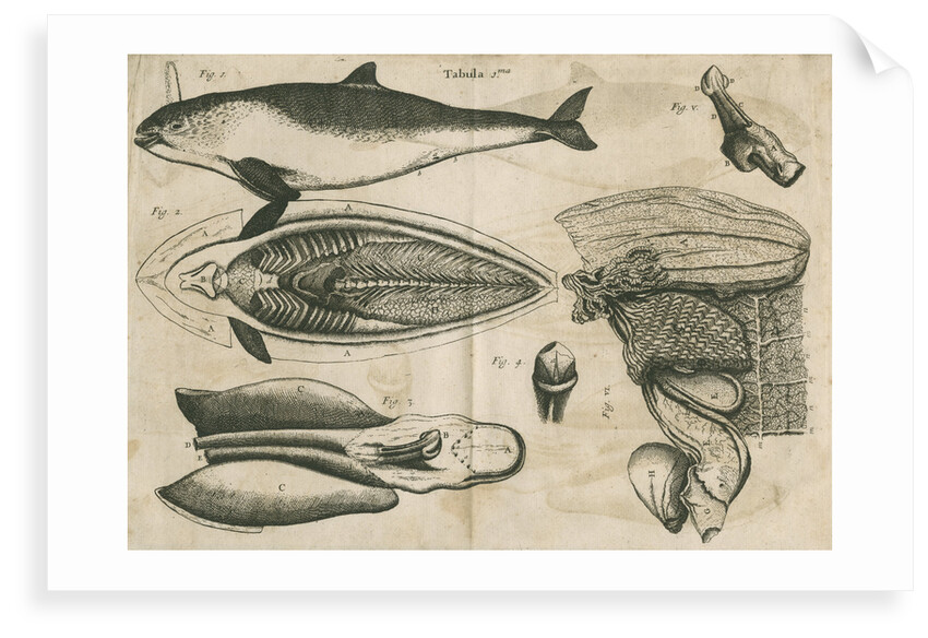 Anatomy of the porpoise by Anonymous