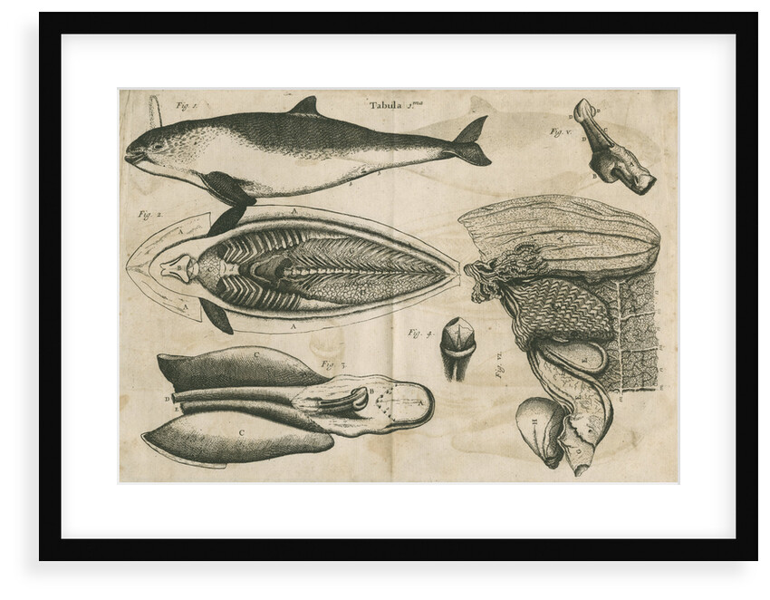 Anatomy of the porpoise by Anonymous