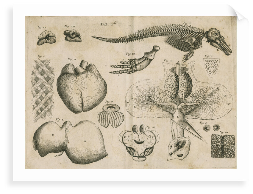 Anatomy of the porpoise by Anonymous