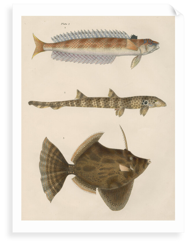 Studies of three fishes from Australia by Anonymous