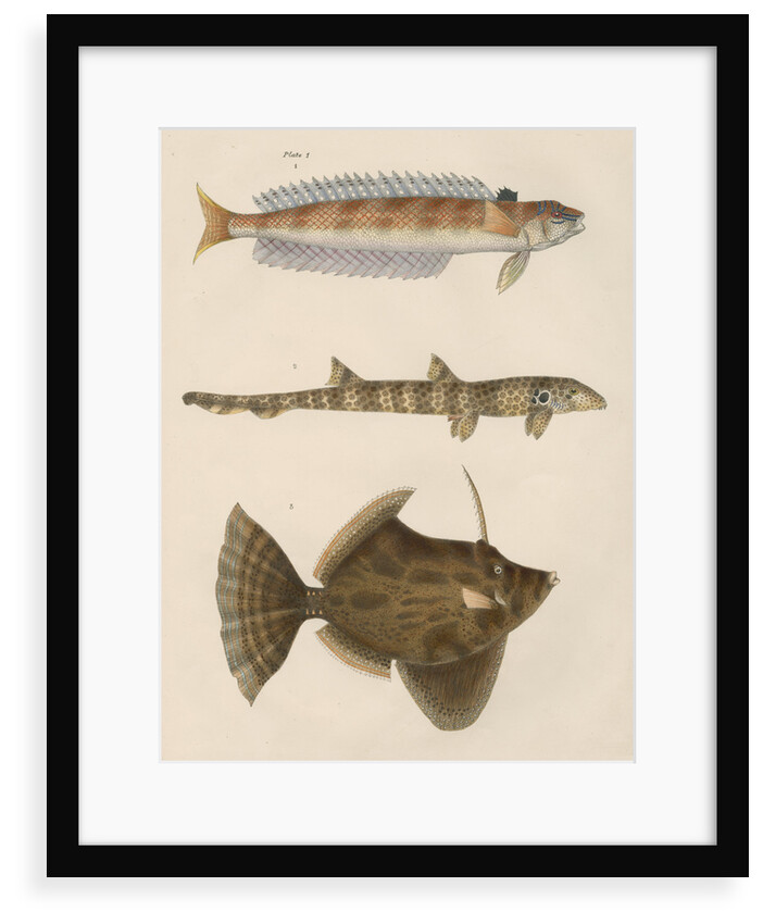 Studies of three fishes from Australia by Anonymous