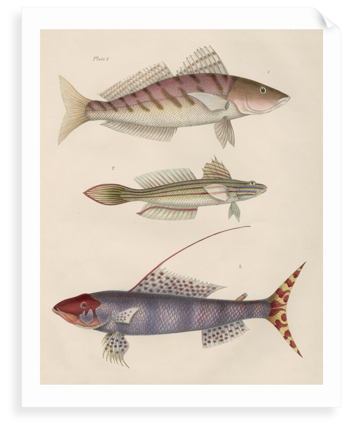 Studies of three fishes from Australia by Anonymous