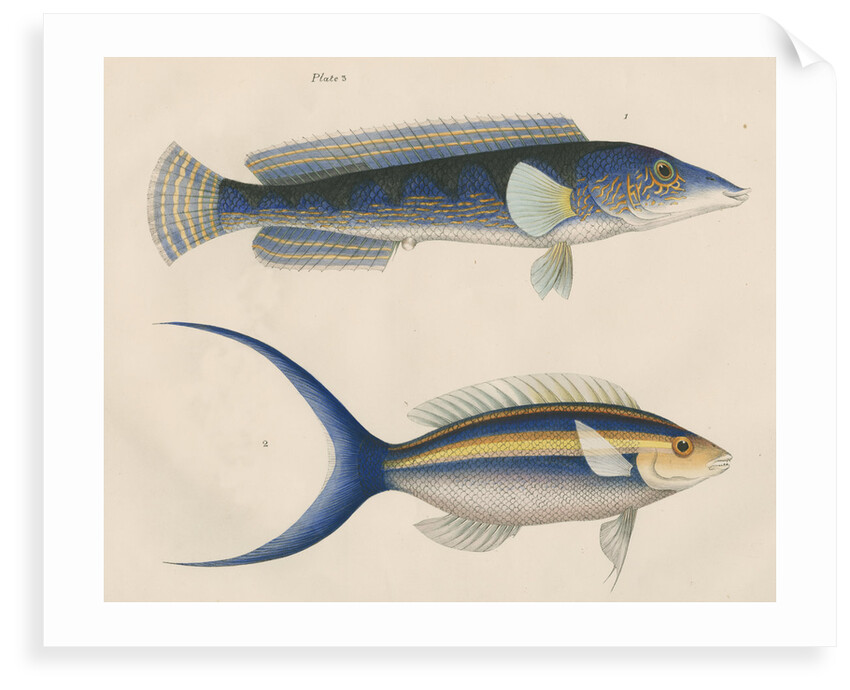Studies of two fishes from Australia by Anonymous