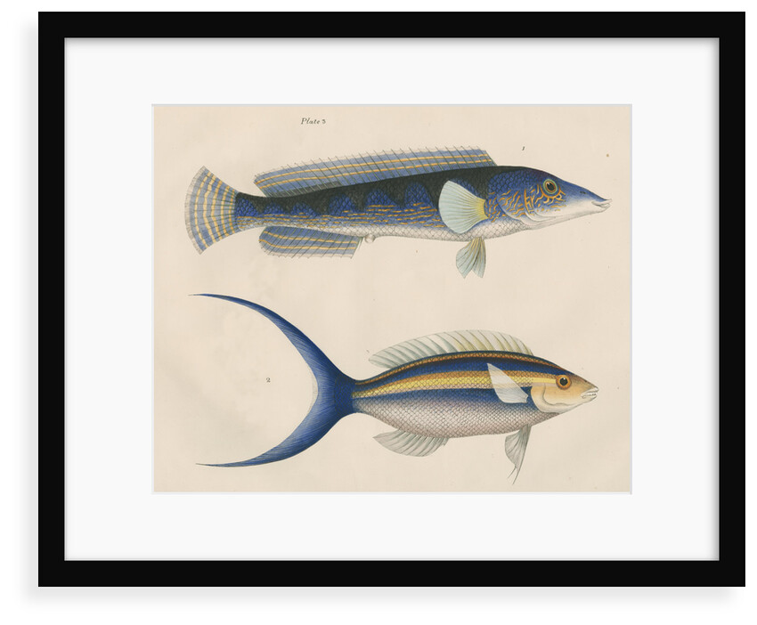 Studies of two fishes from Australia by Anonymous