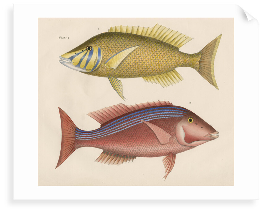 Studies of two fishes from Australia by Anonymous