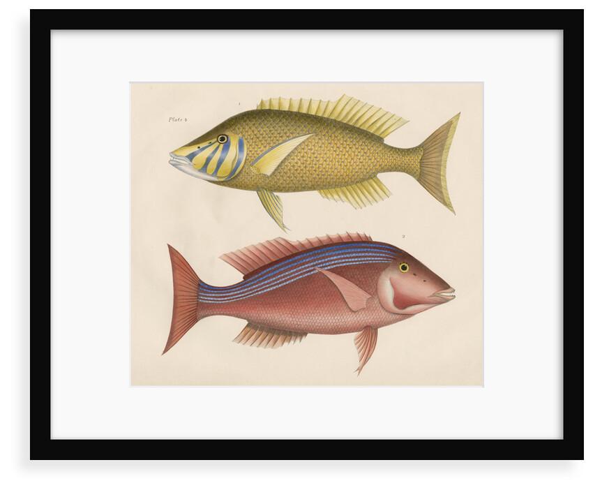 Studies of two fishes from Australia by Anonymous