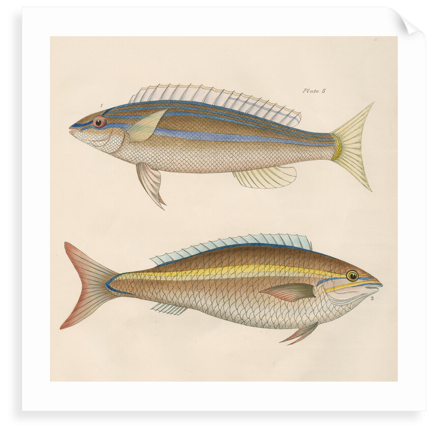 Studies of two fishes from Australia by Anonymous