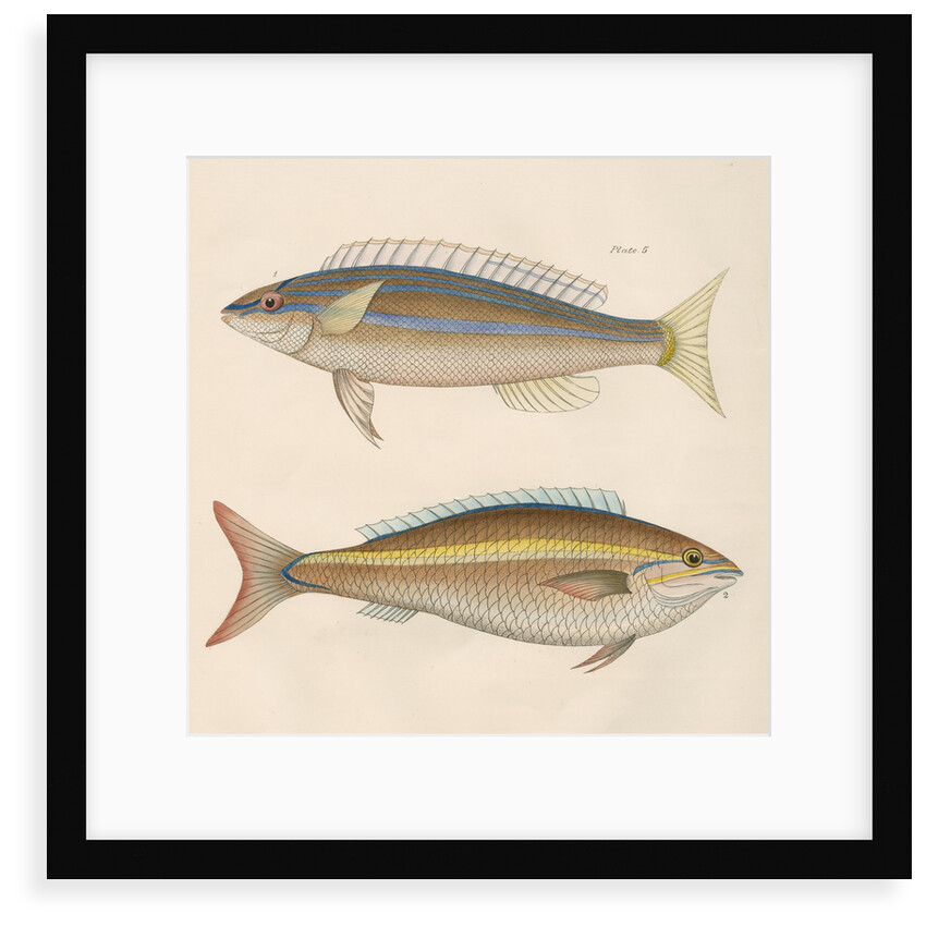 Studies of two fishes from Australia by Anonymous