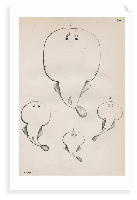 Four specimens of torpedo by unknown