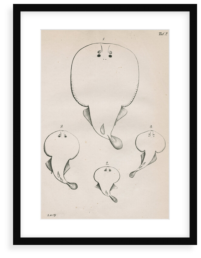 Four specimens of torpedo by unknown