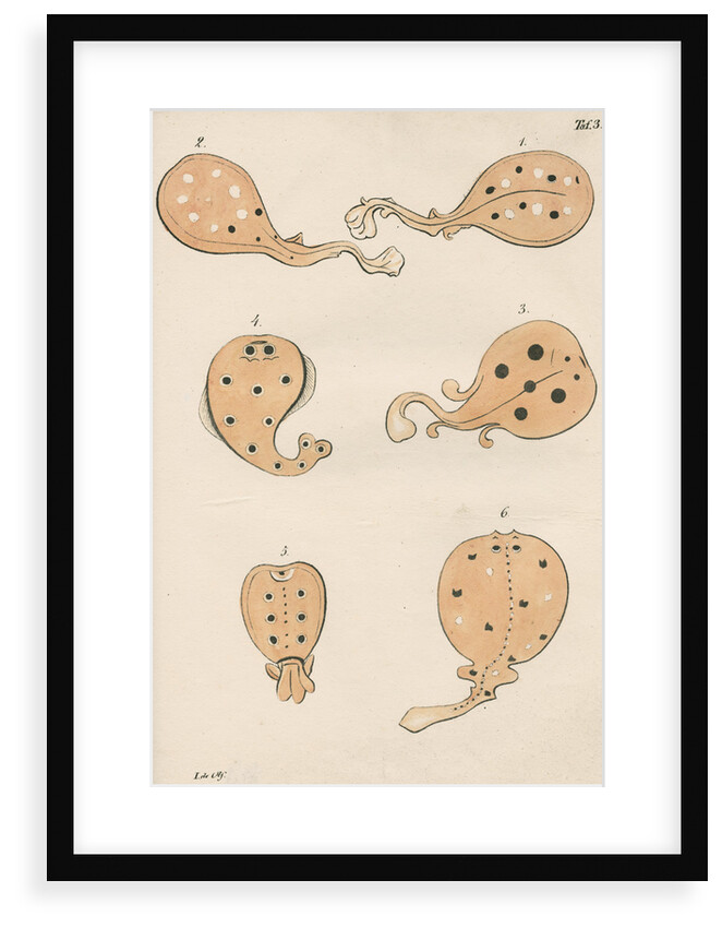 Torpedo rays in antiquity by unknown