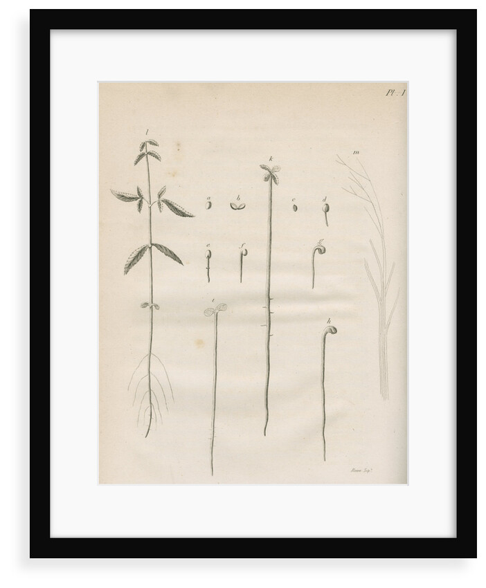 The germination of hemp plants by Richard Reeve