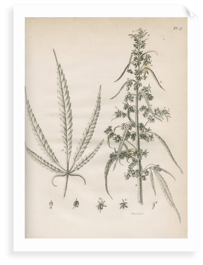 Male hemp plant by Richard Reeve