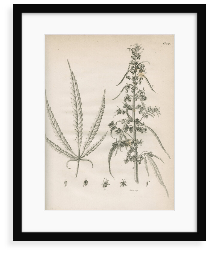 Male hemp plant by Richard Reeve