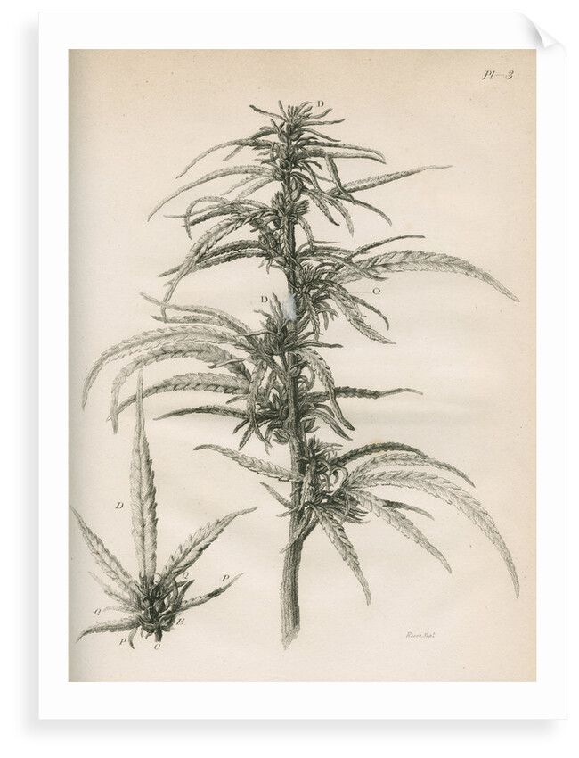 Female hemp plant by Richard Reeve
