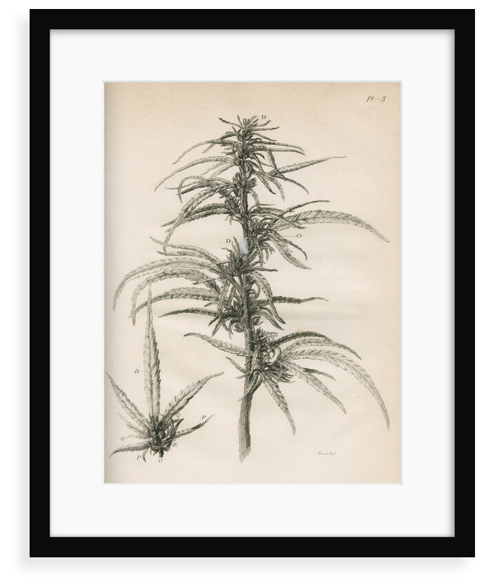 Female hemp plant by Richard Reeve