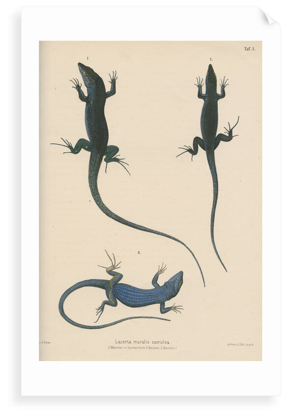 Blue lizard of Capri by J G Bach