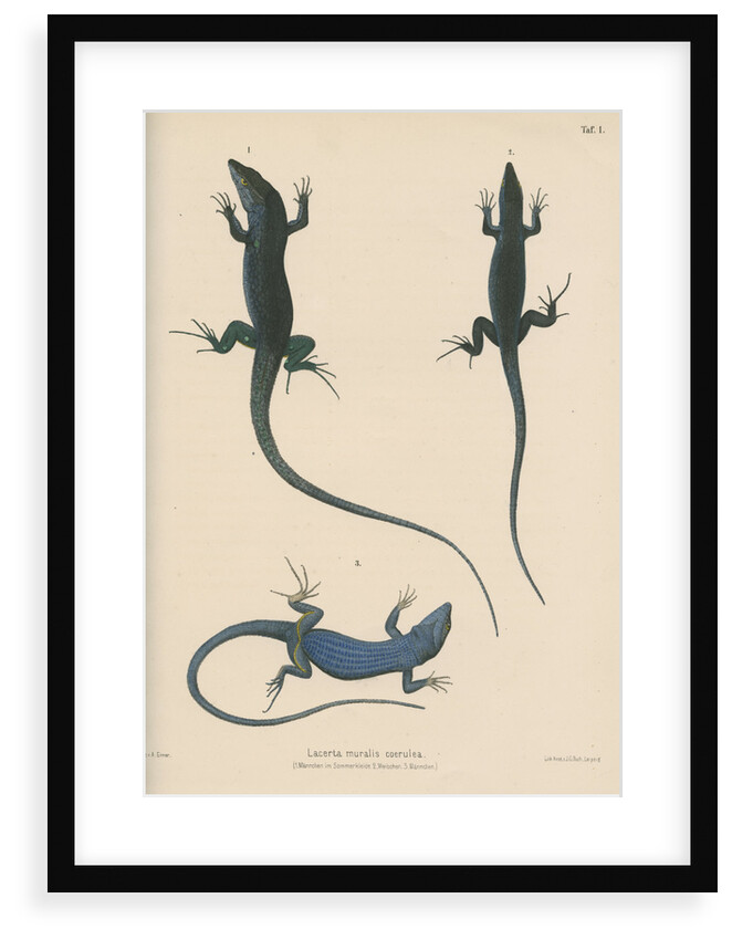 Blue lizard of Capri by J G Bach