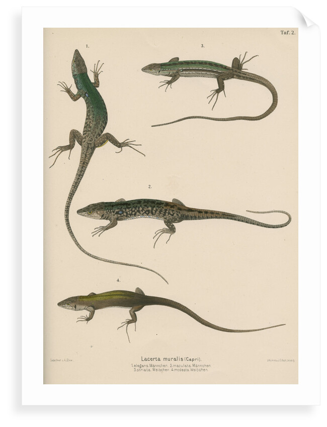 Italian wall lizard by J G Bach