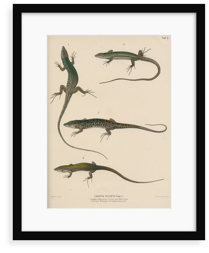Italian wall lizard by J G Bach
