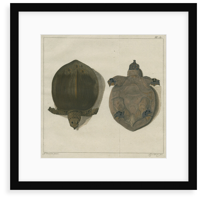 Asiatic softshell turtle by F de Bakker