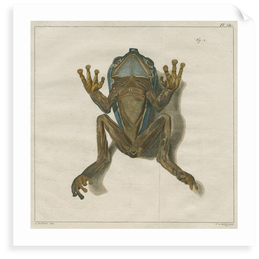 Giant leaf frog by F de Bakker