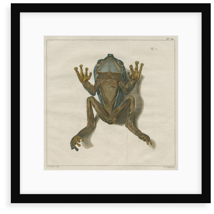 Giant leaf frog by F de Bakker