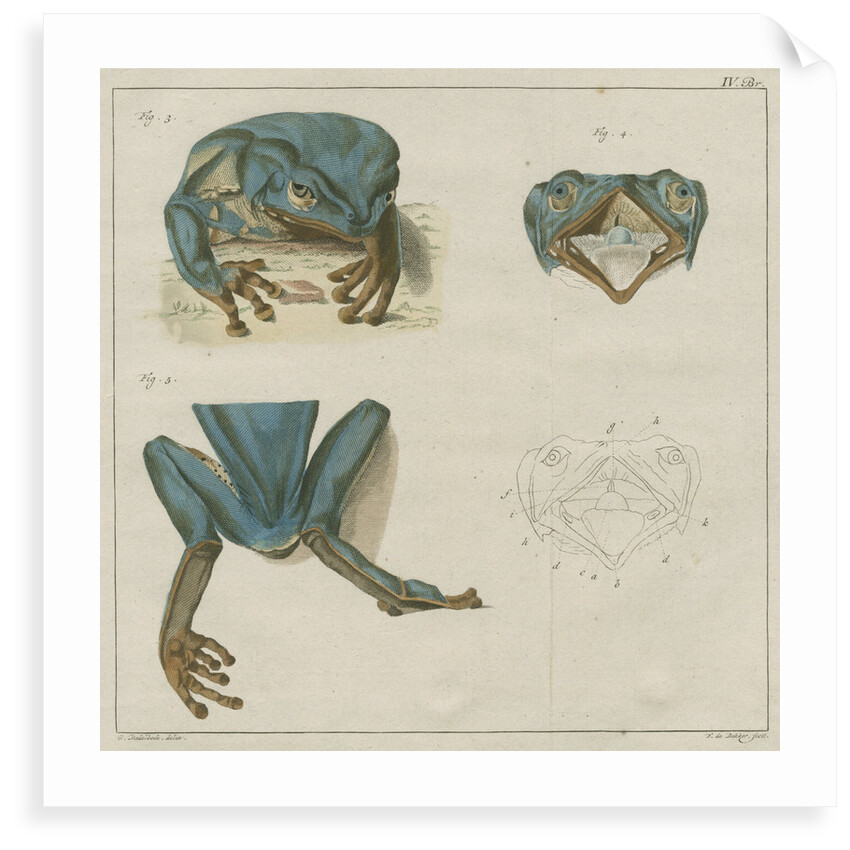 Giant leaf frog by F de Bakker